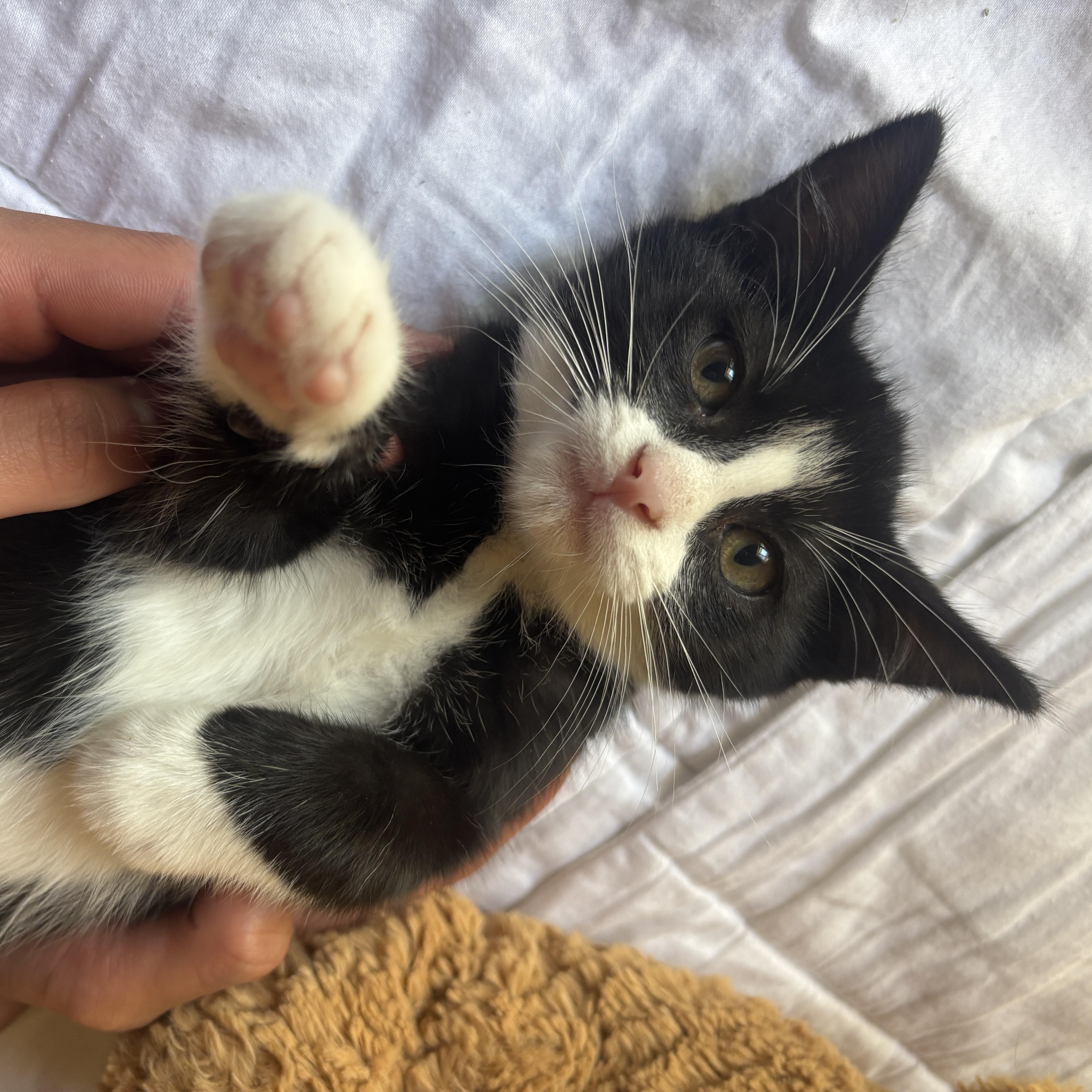 Patches, ADOPTABLE, Kitten Male Domestic Short Hair.
