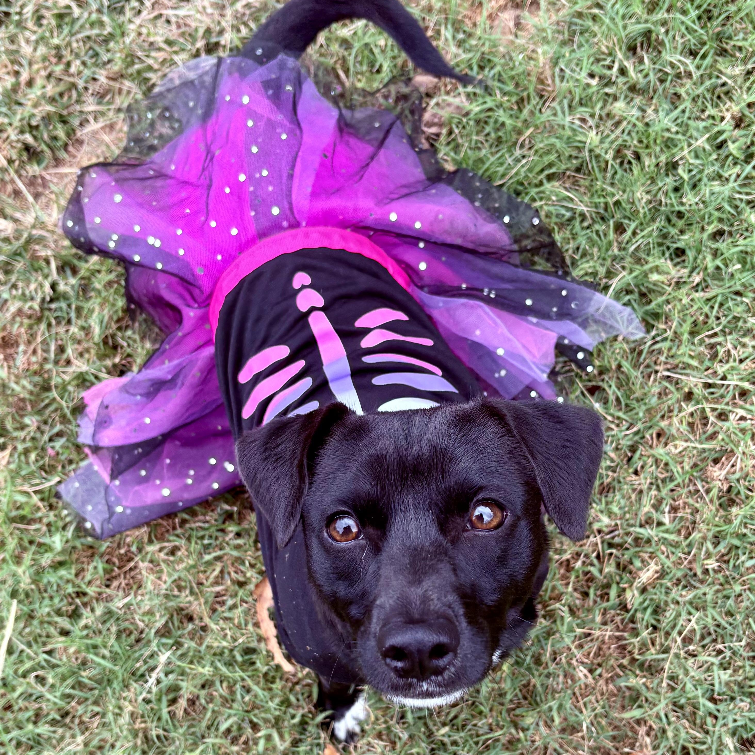 Pepper, a Adoptable mixed breed in Ooltewah, TN image 6/6