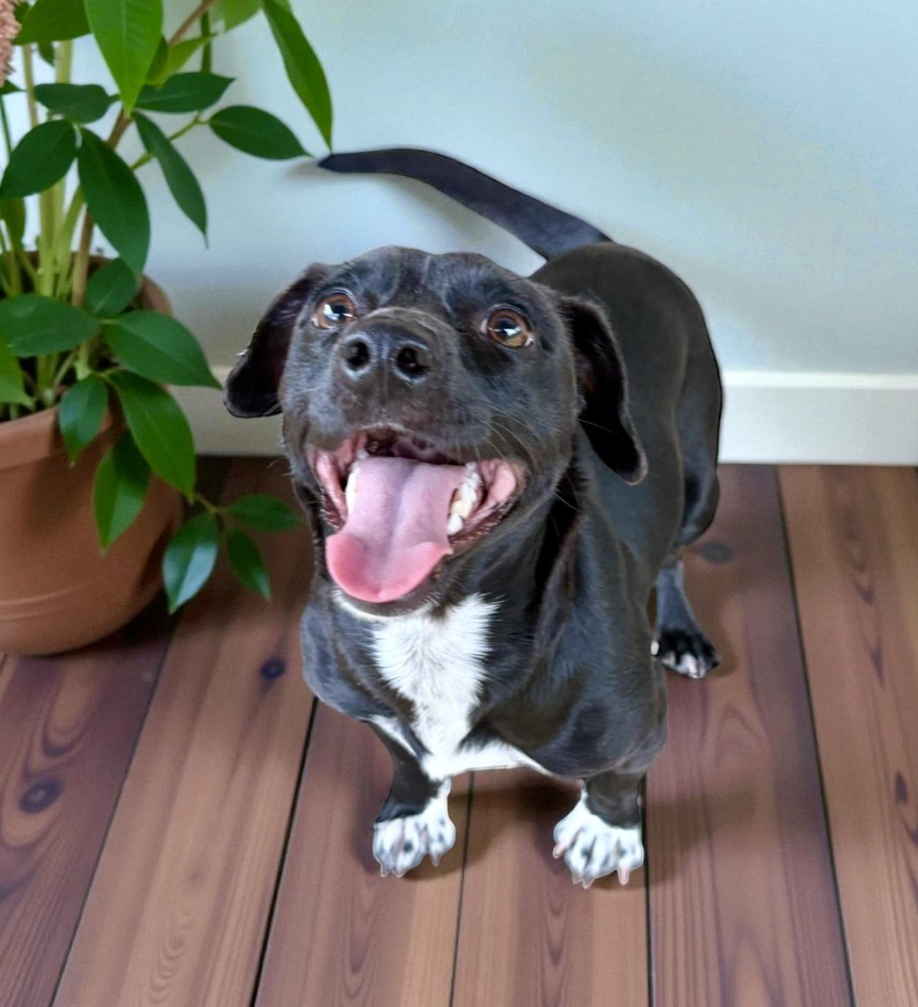 Pepper, a Adoptable mixed breed in Ooltewah, TN image 5/6