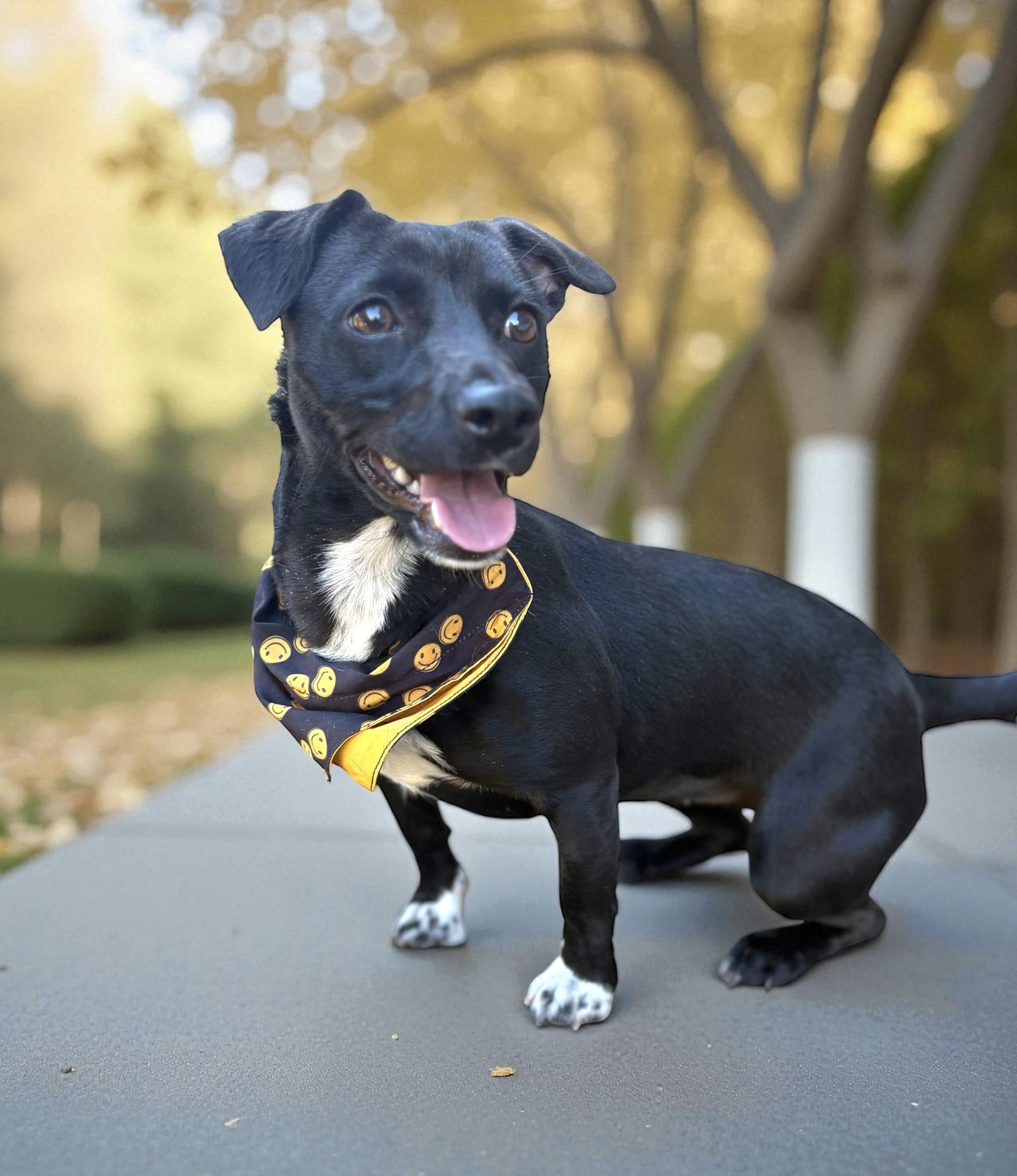 Pepper, a Adoptable mixed breed in Ooltewah, TN image 2/6