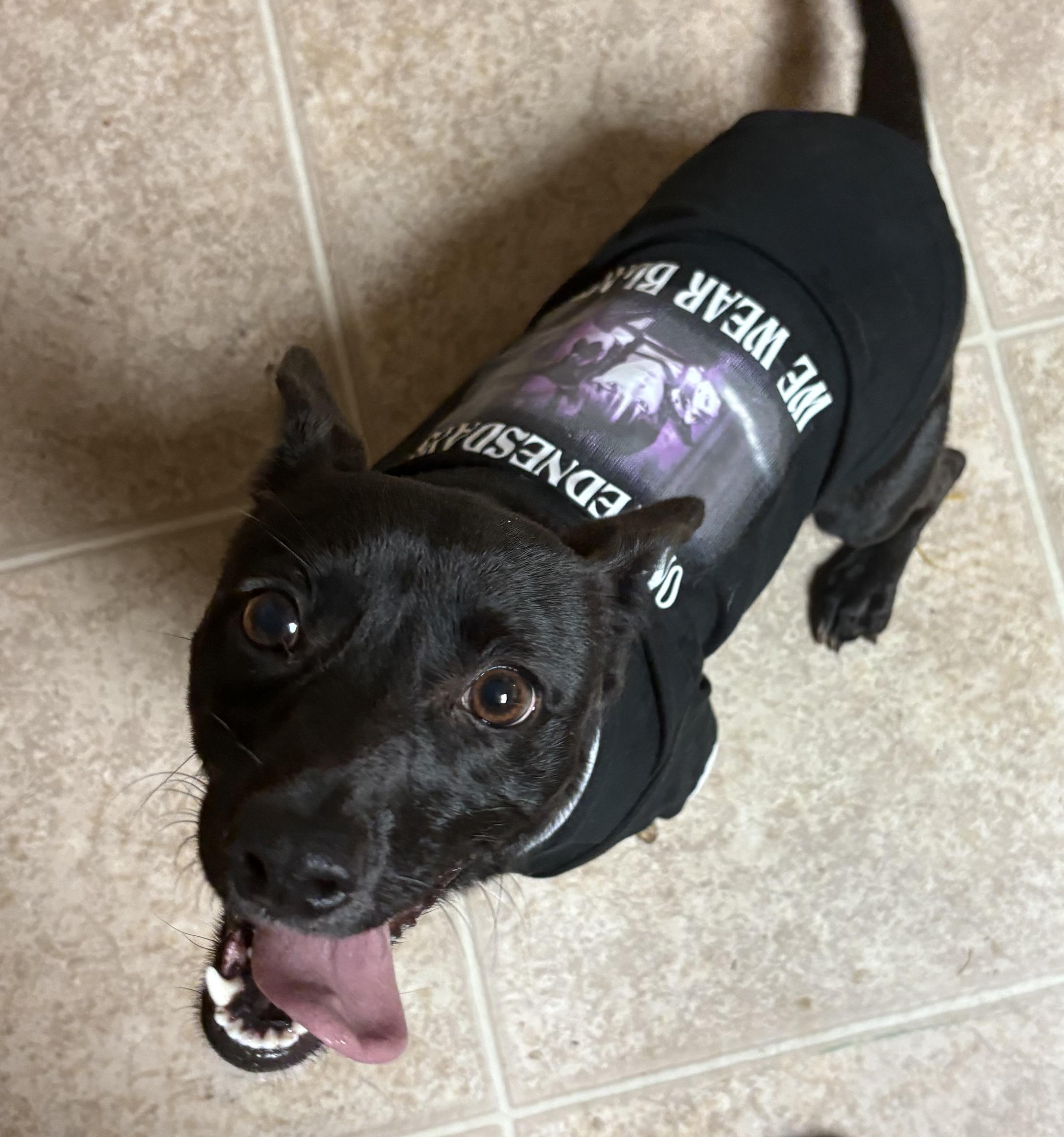 Pepper, a Adoptable mixed breed in Ooltewah, TN image 4/6