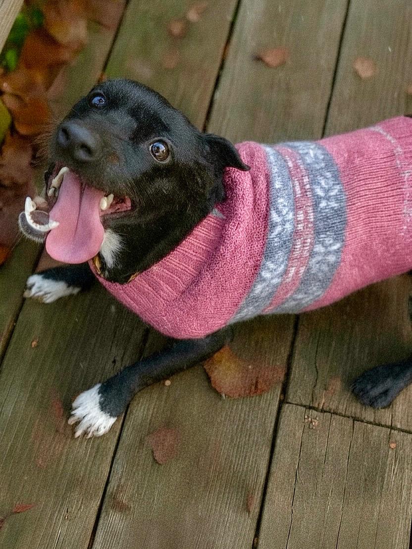 Pepper, a Adoptable mixed breed in Ooltewah, TN image 3/6