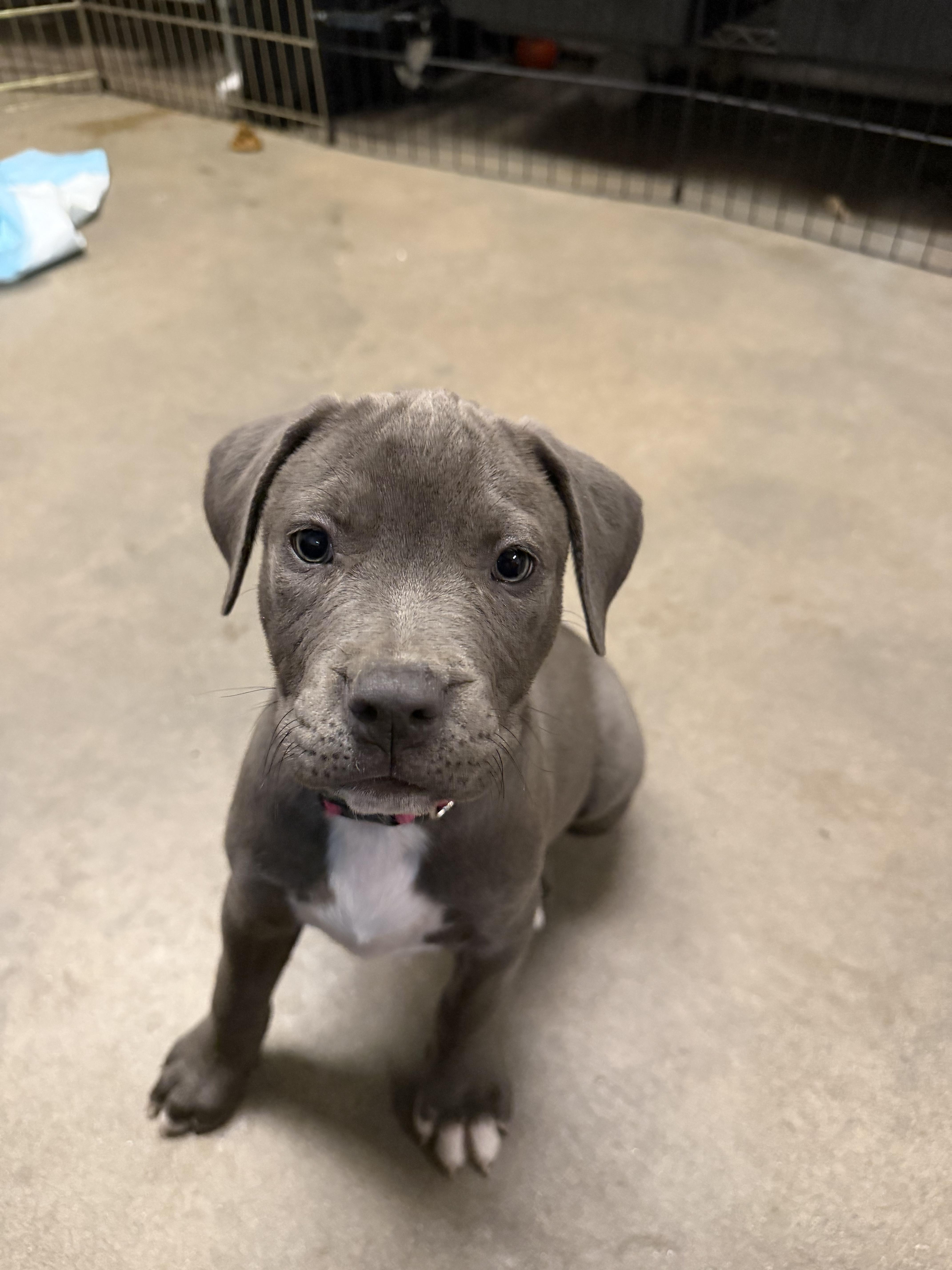 Enlarge Athena, a Adopted mixed breed in Buena Vista, CO image 4/4