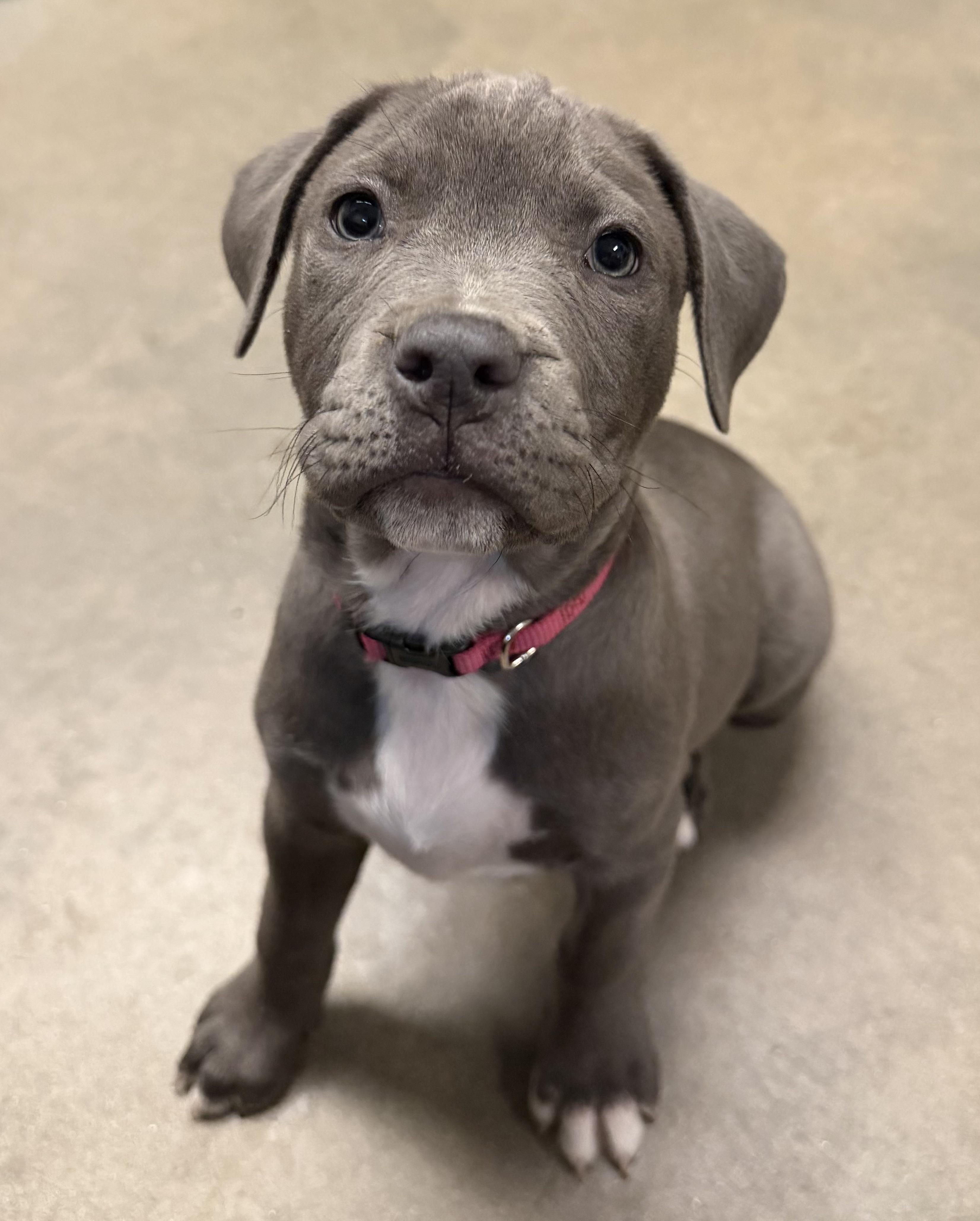 Athena, Adopted, Young Female Pit Bull Terrier.