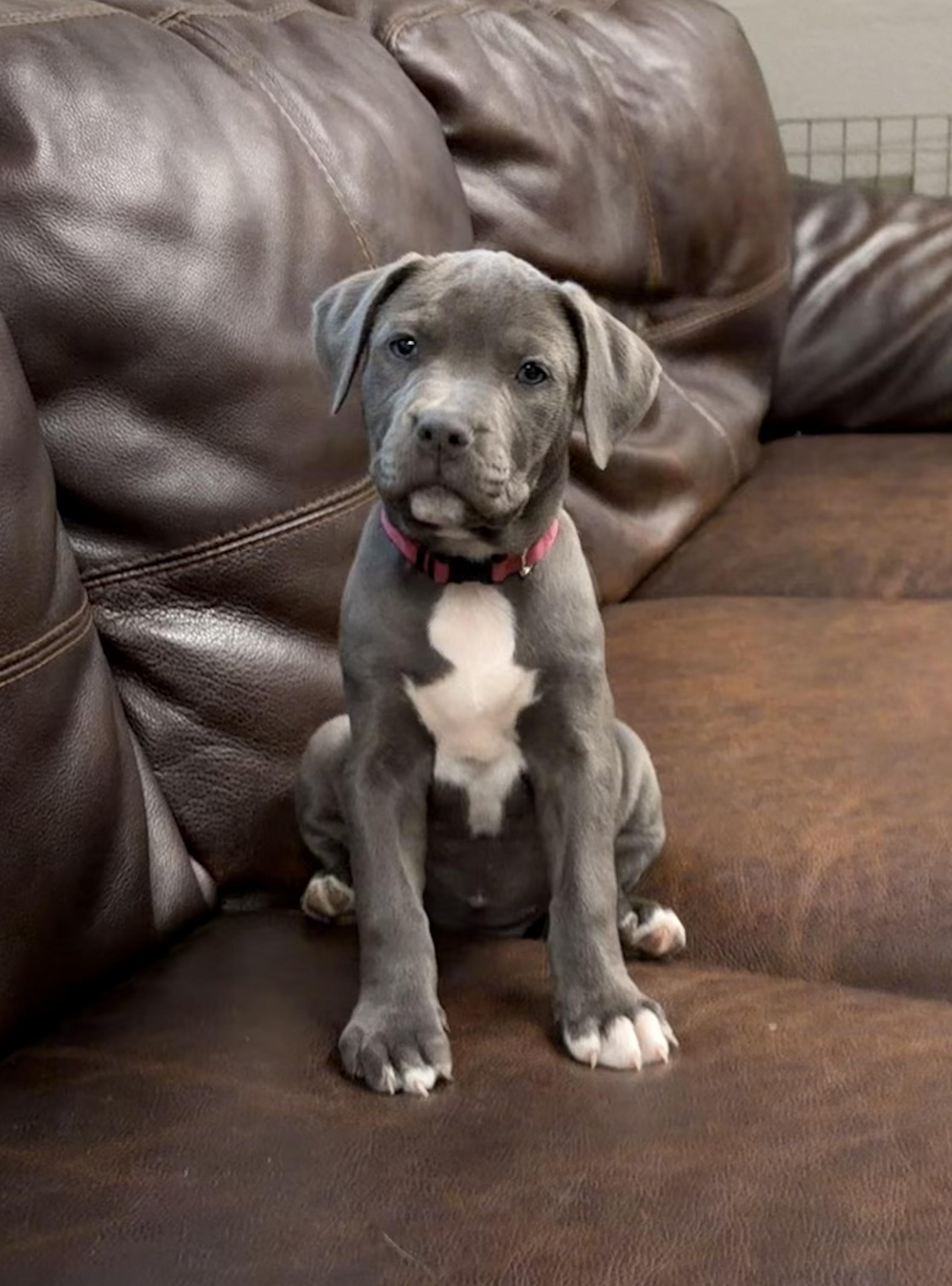 Enlarge Athena, a Adopted mixed breed in Buena Vista, CO image 2/4