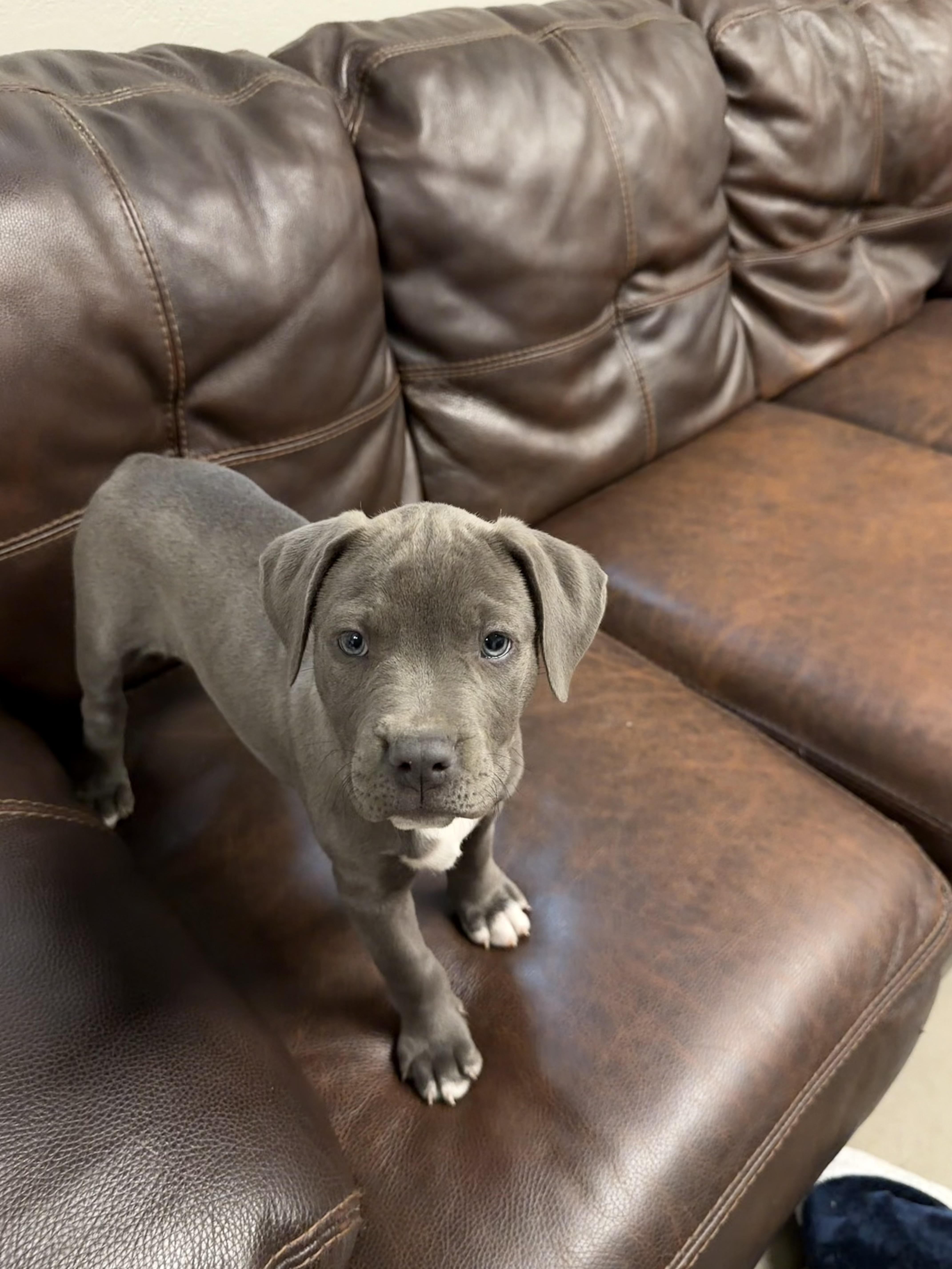 Enlarge Athena, a Adopted mixed breed in Buena Vista, CO image 3/4