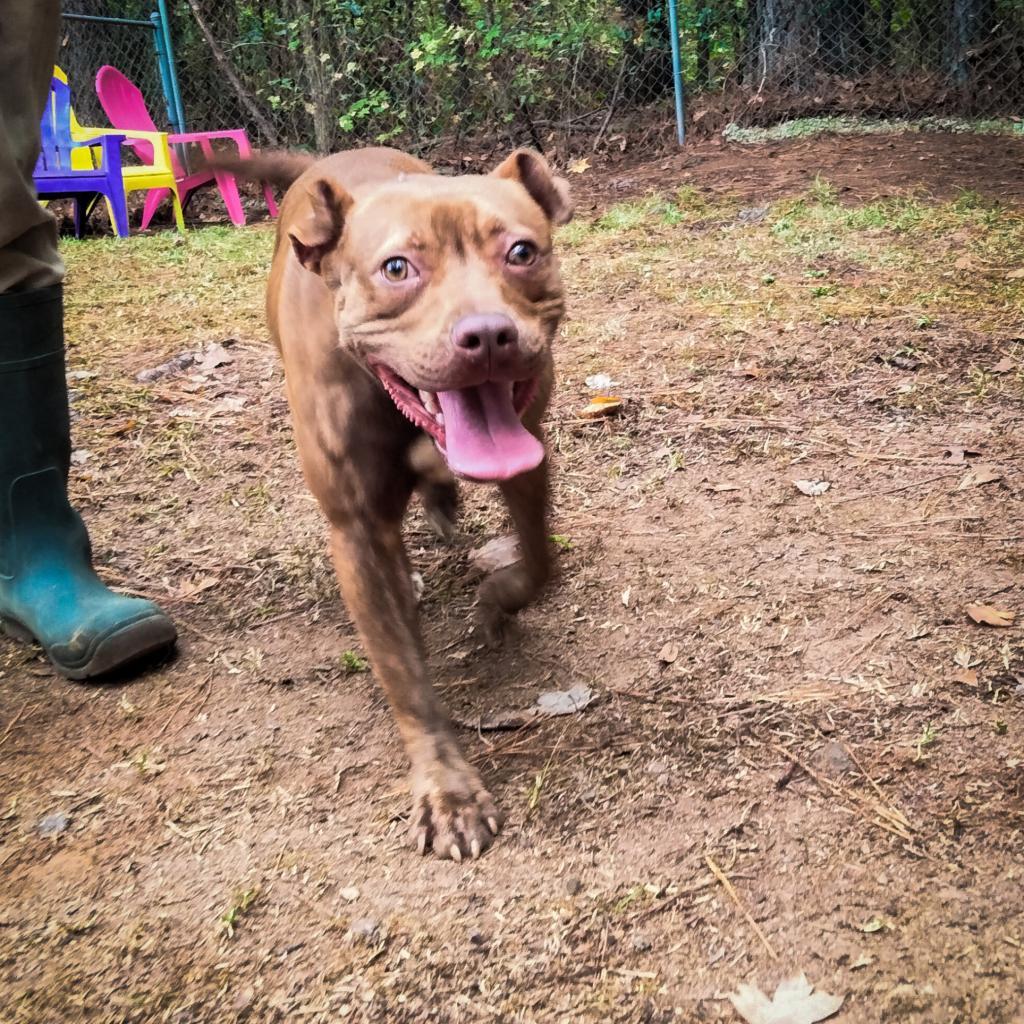 Linda, a Adoptable mixed breed in Valley, AL image 2/6