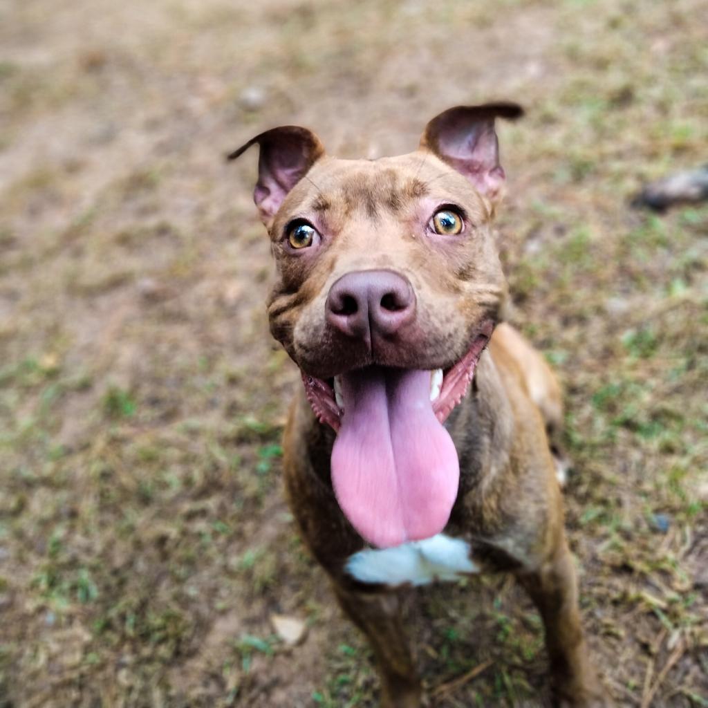 Linda, a Adoptable mixed breed in Valley, AL image 3/6