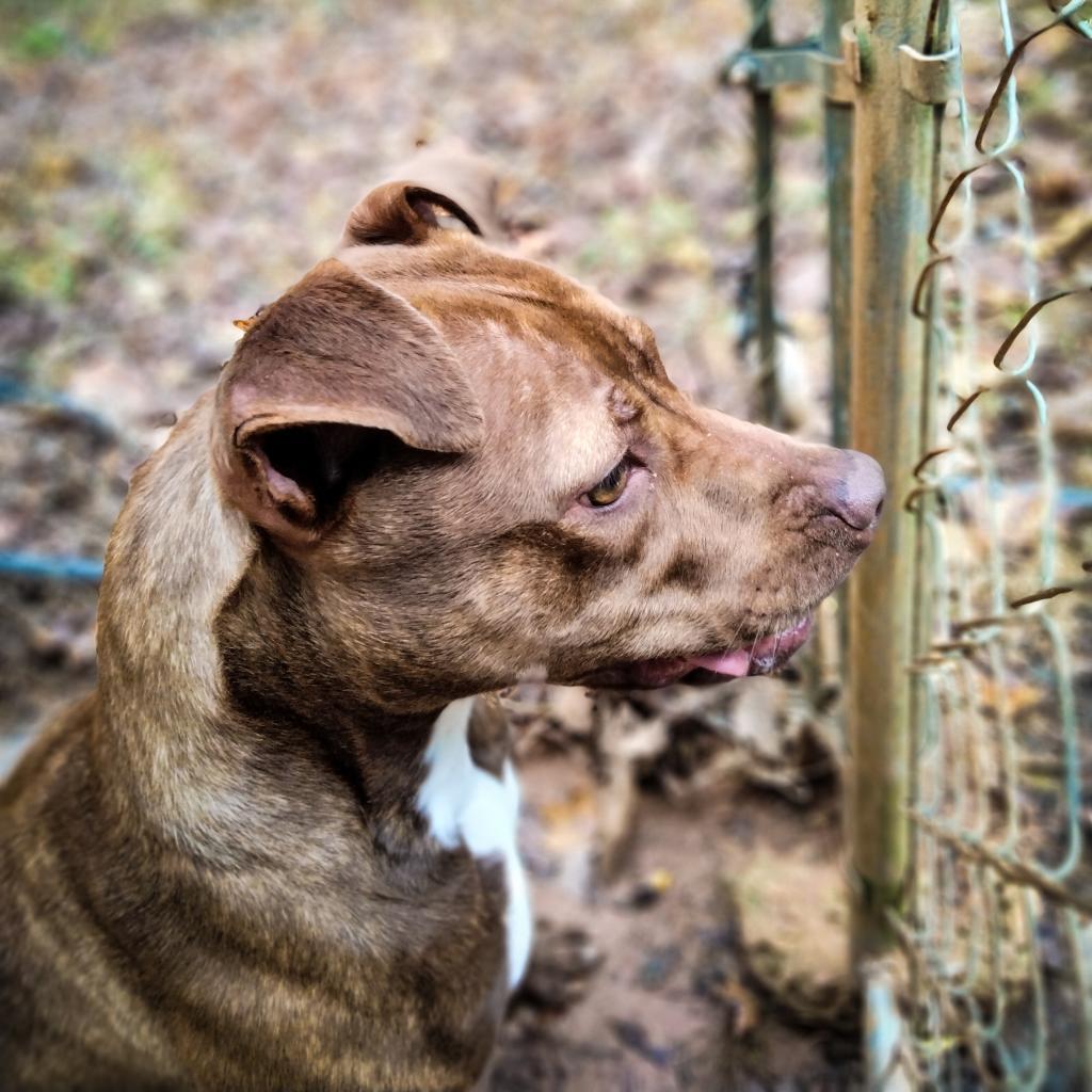 Linda, a Adoptable mixed breed in Valley, AL image 4/6