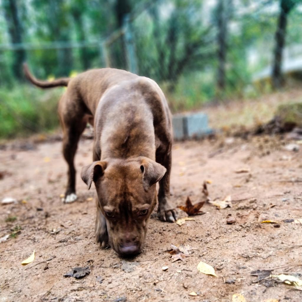 Linda, a Adoptable mixed breed in Valley, AL image 6/6