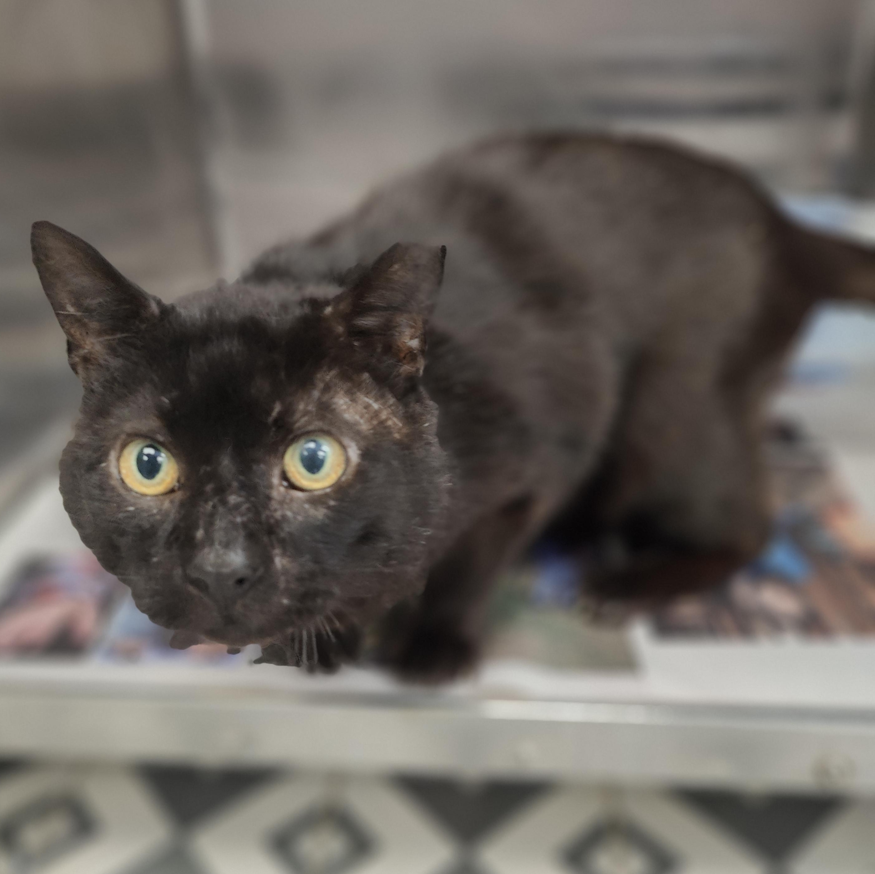 Enlarge Hemi, a ADOPTABLE Domestic Short Hair in Jersey city, NJ image 1/1