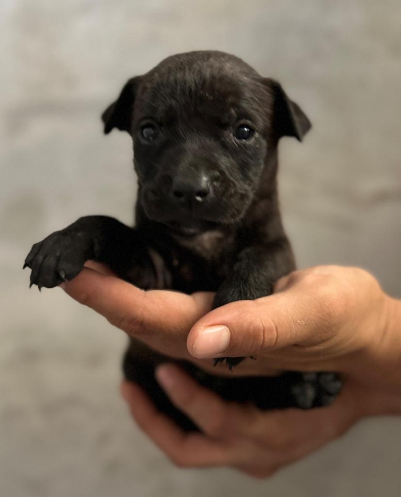 Moon, a Adopted mixed breed in San Juan de Abajo, NAY image 1/2