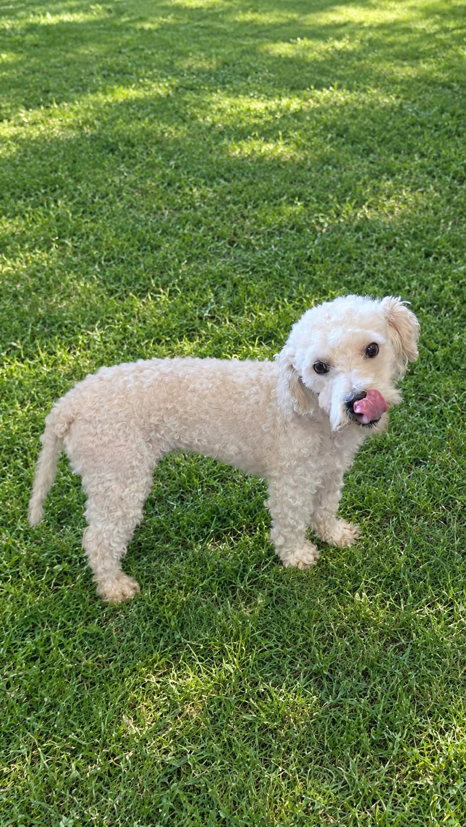 Enlarge Gaston, a Adoptable Miniature Poodle in Irvine, CA image 2/3
