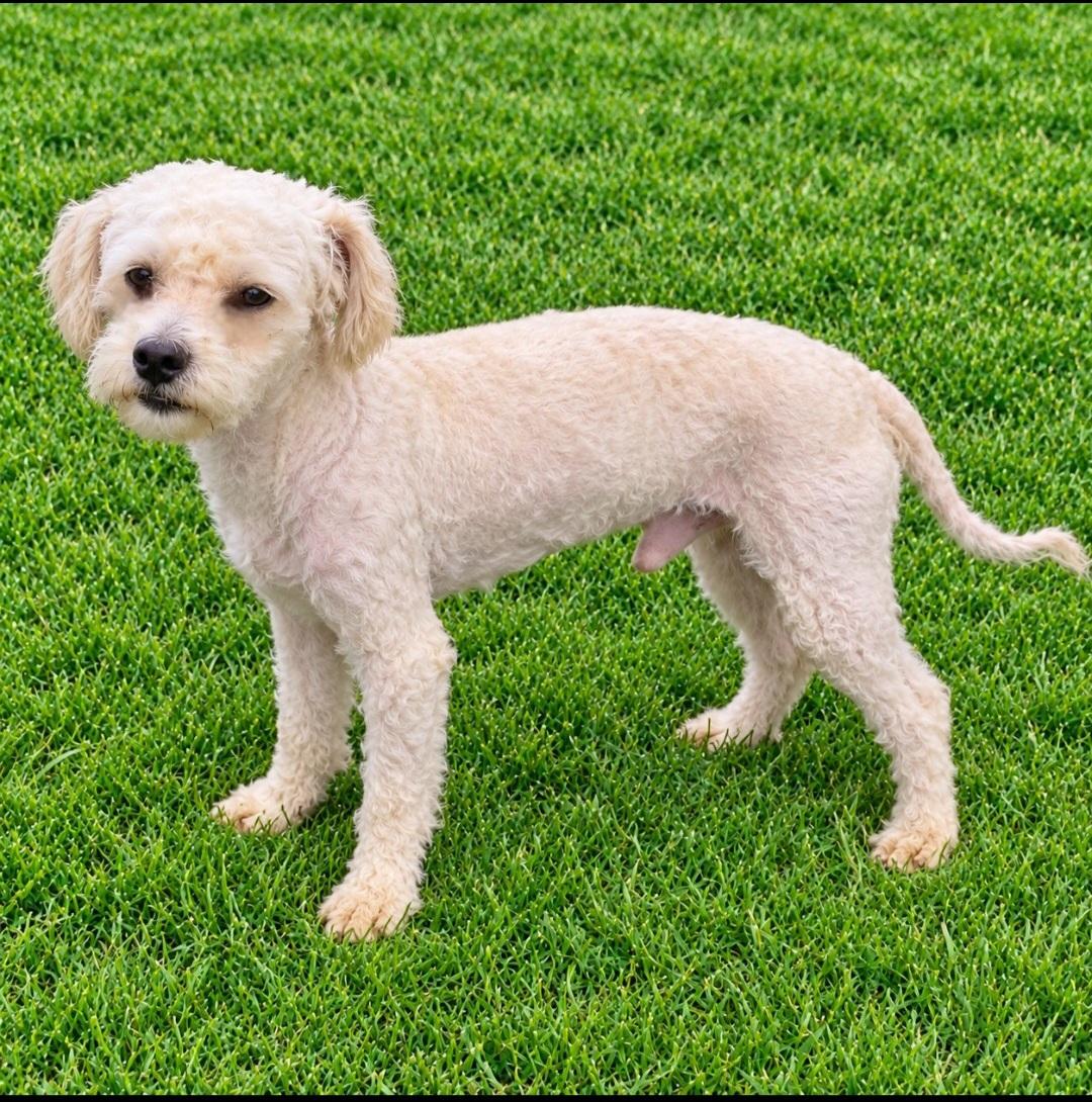 Enlarge Gaston, a Adoptable Miniature Poodle in Irvine, CA image 3/3