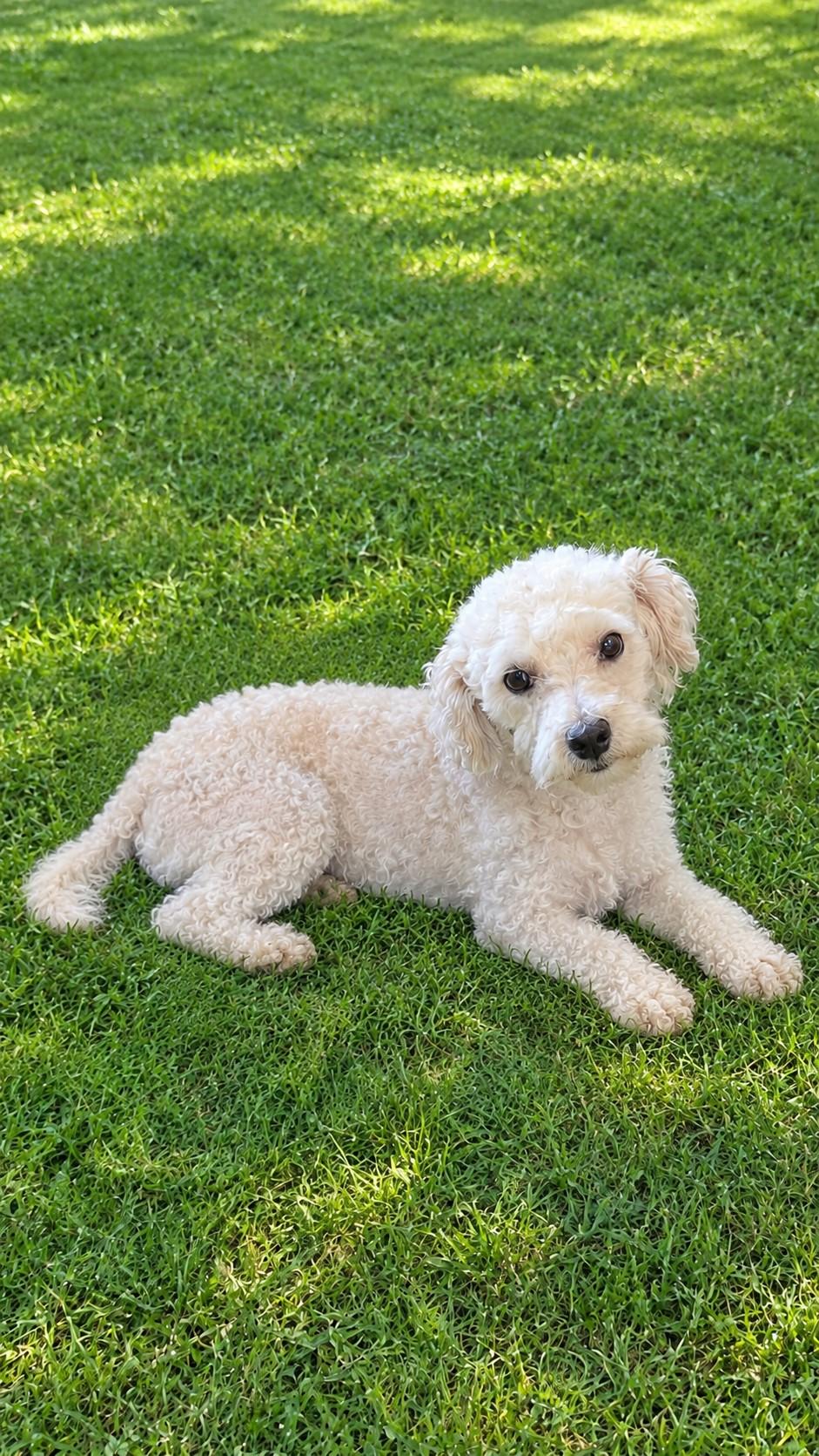 Gaston, Adoptable, Young Male Miniature Poodle.