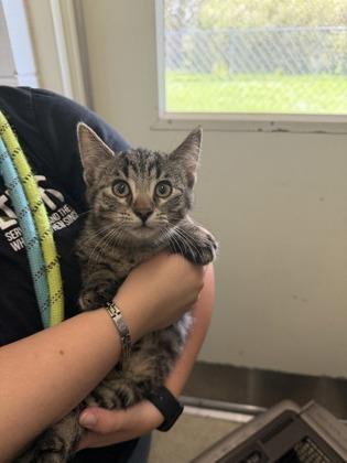 Salmon, Adoptable, Kitten Male Domestic Short Hair.