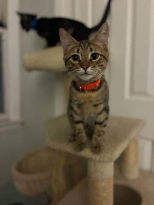 Tiger, Adoptable, Kitten Male Tabby.