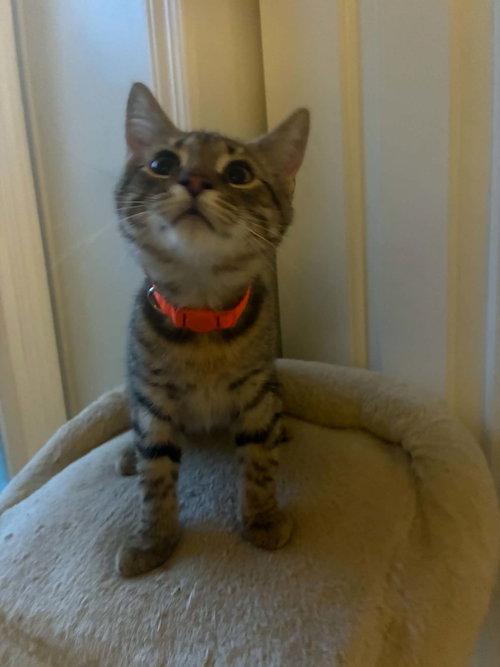Enlarge Tiger, a Adoptable Tabby in Mount Royal, NJ image 2/2