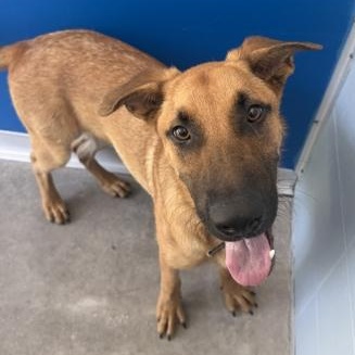BANJO, ADOPTABLE, Puppy Male German Shepherd Dog.