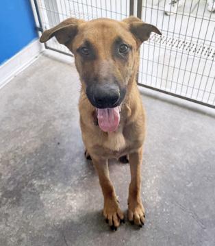 BANJO, a ADOPTABLE mixed breed in Fernandina Beach, FL image 2/2
