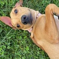 Enlarge Millie, a Adoptable Mixed Breed in Morrisville, VT image 1/6