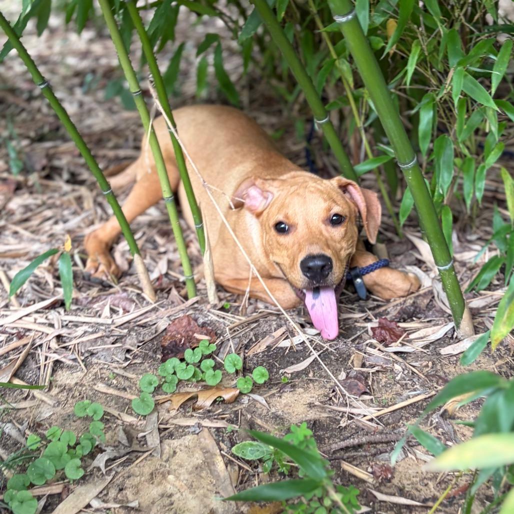 Enlarge Millie, a Adoptable Mixed Breed in Morrisville, VT image 2/6