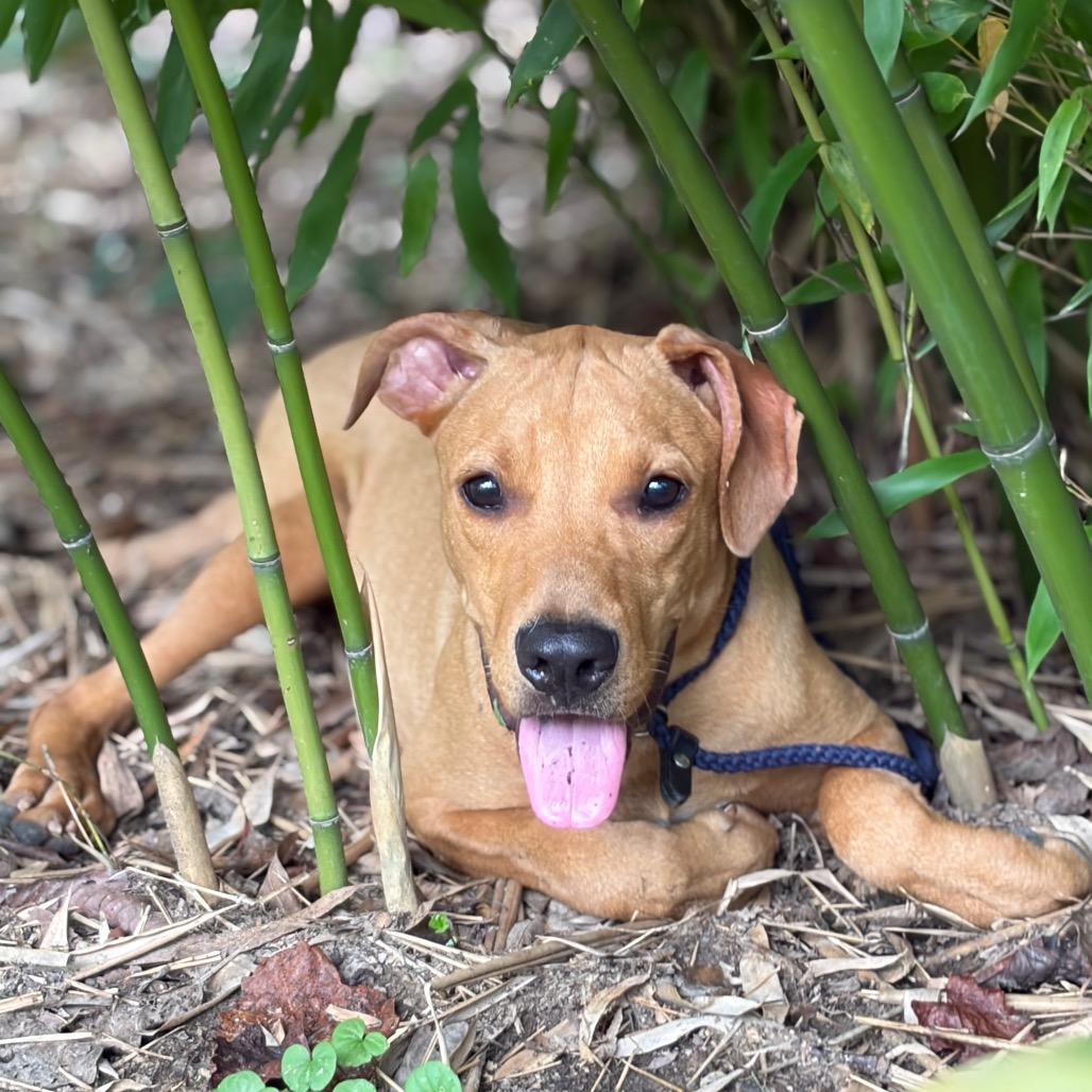 Enlarge Millie, a Adoptable Mixed Breed in Morrisville, VT image 3/6
