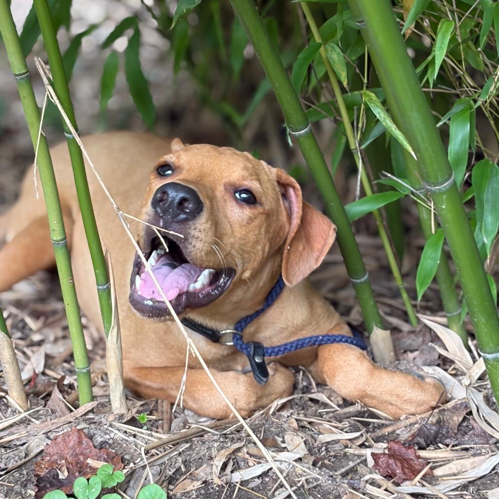 Enlarge Millie, a Adoptable Mixed Breed in Morrisville, VT image 4/6