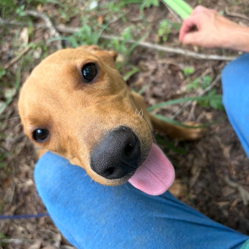 Enlarge Millie, a Adoptable Mixed Breed in Morrisville, VT image 5/6
