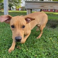 Enlarge Millie, a Adoptable Mixed Breed in Morrisville, VT image 6/6