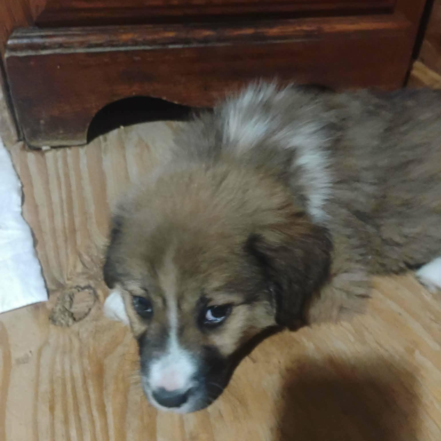 Nova, adopted, Puppy Female Great Pyrenees.