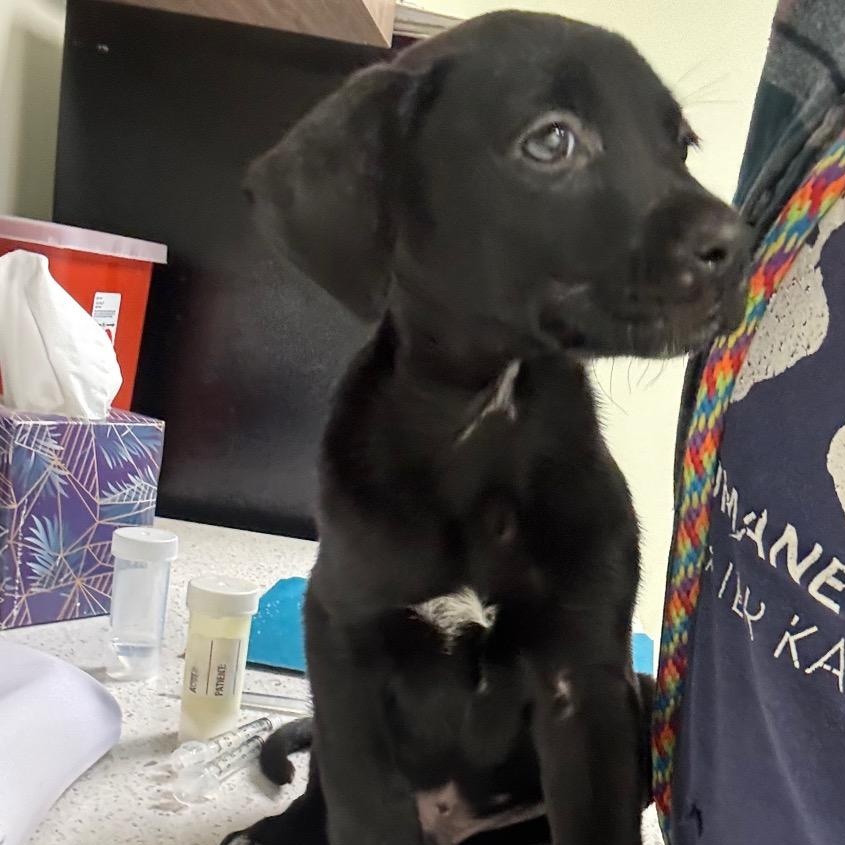 Max, ADOPTABLE, Puppy Male Black Labrador Retriever.