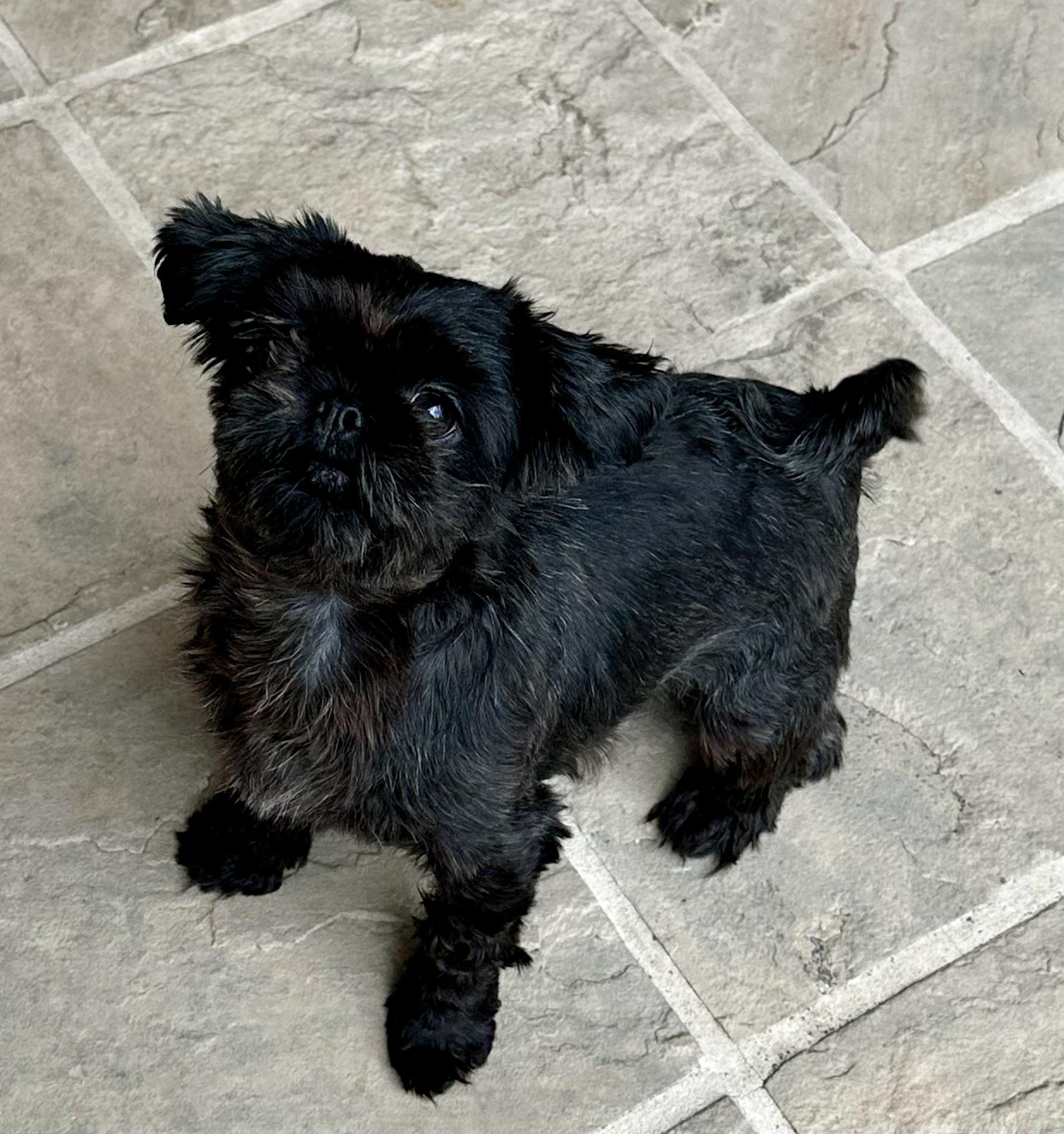 Biscuit, an adopted Shih Tzu in San Jose, CA image 3/3