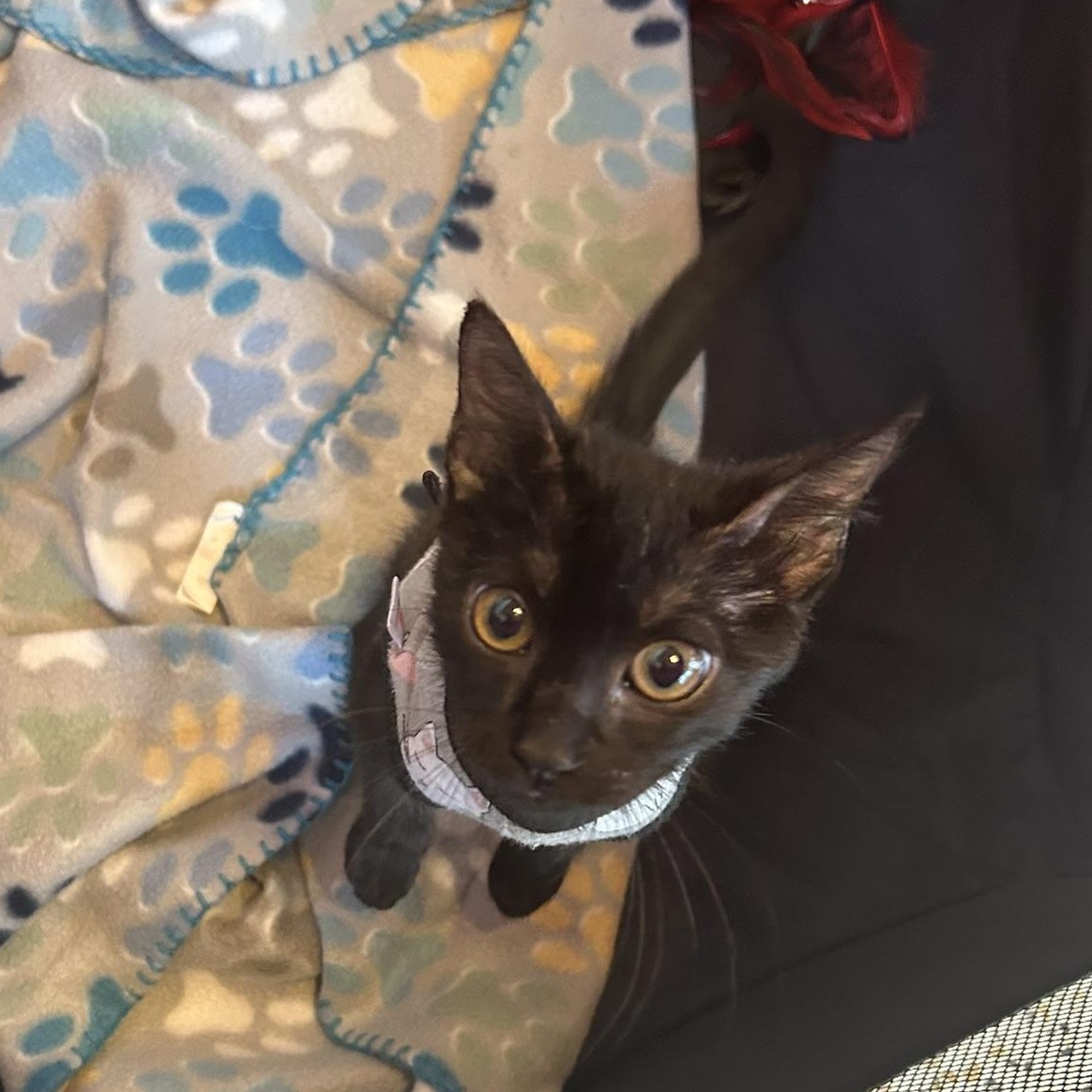 Enlarge Bonnie, a Adoptable Domestic Short Hair in Tulsa, OK image 6/6