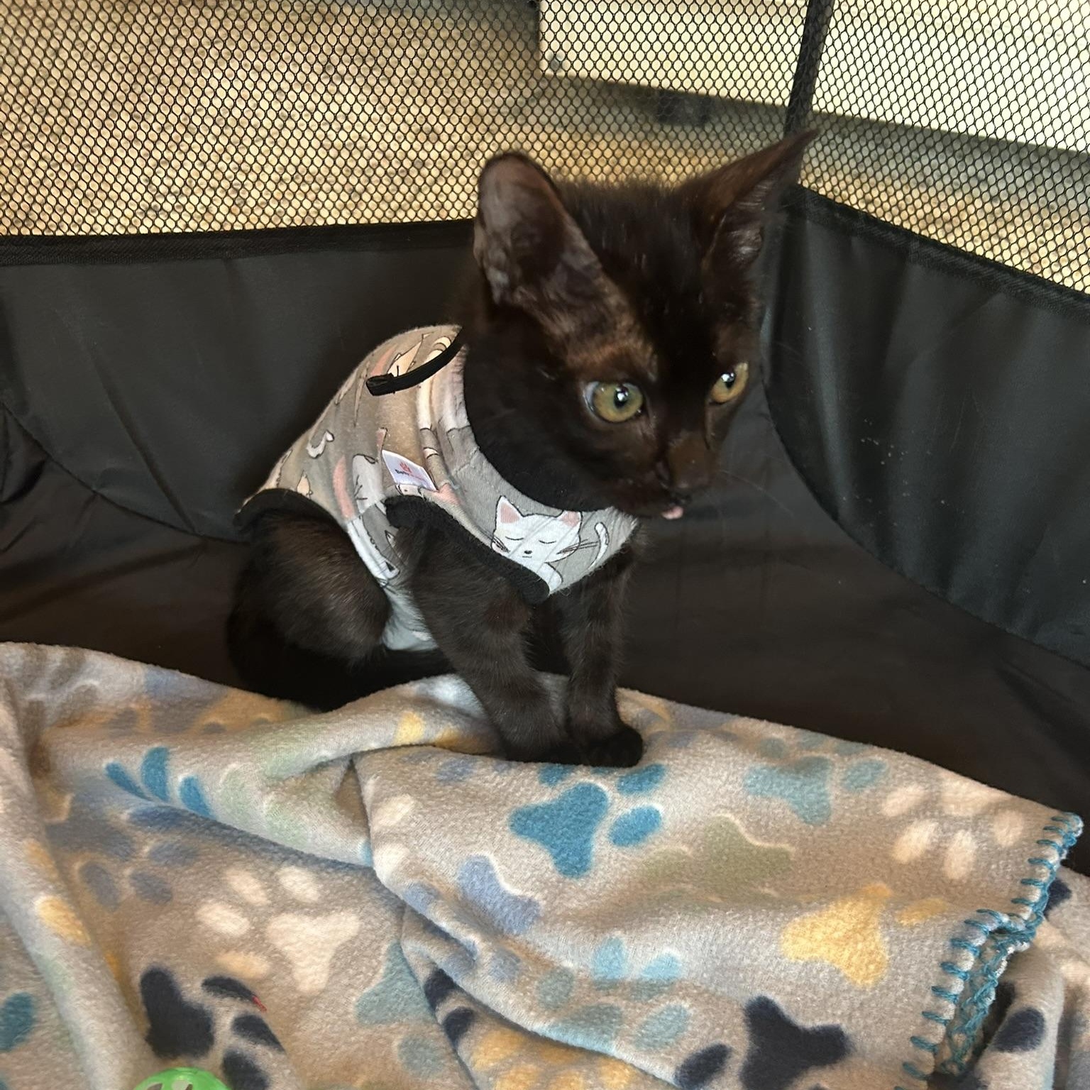 Enlarge Bonnie, a Adoptable Domestic Short Hair in Tulsa, OK image 5/6