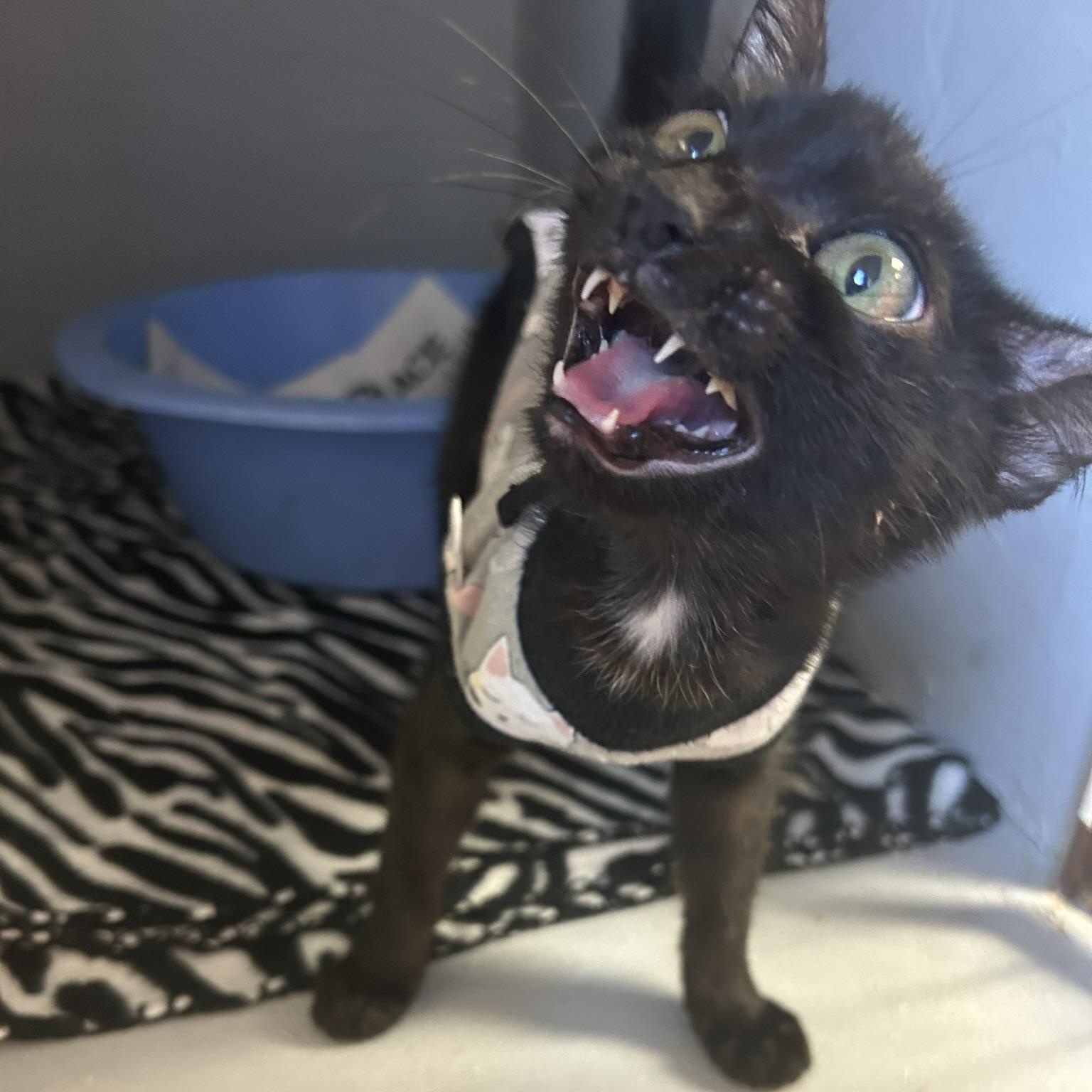 Enlarge Bonnie, a Adoptable Domestic Short Hair in Tulsa, OK image 2/6