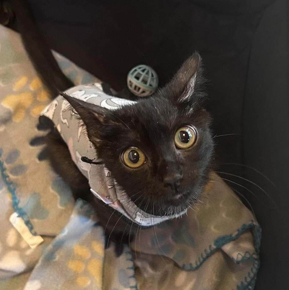 Bonnie, Adoptable, Kitten Female Domestic Short Hair.