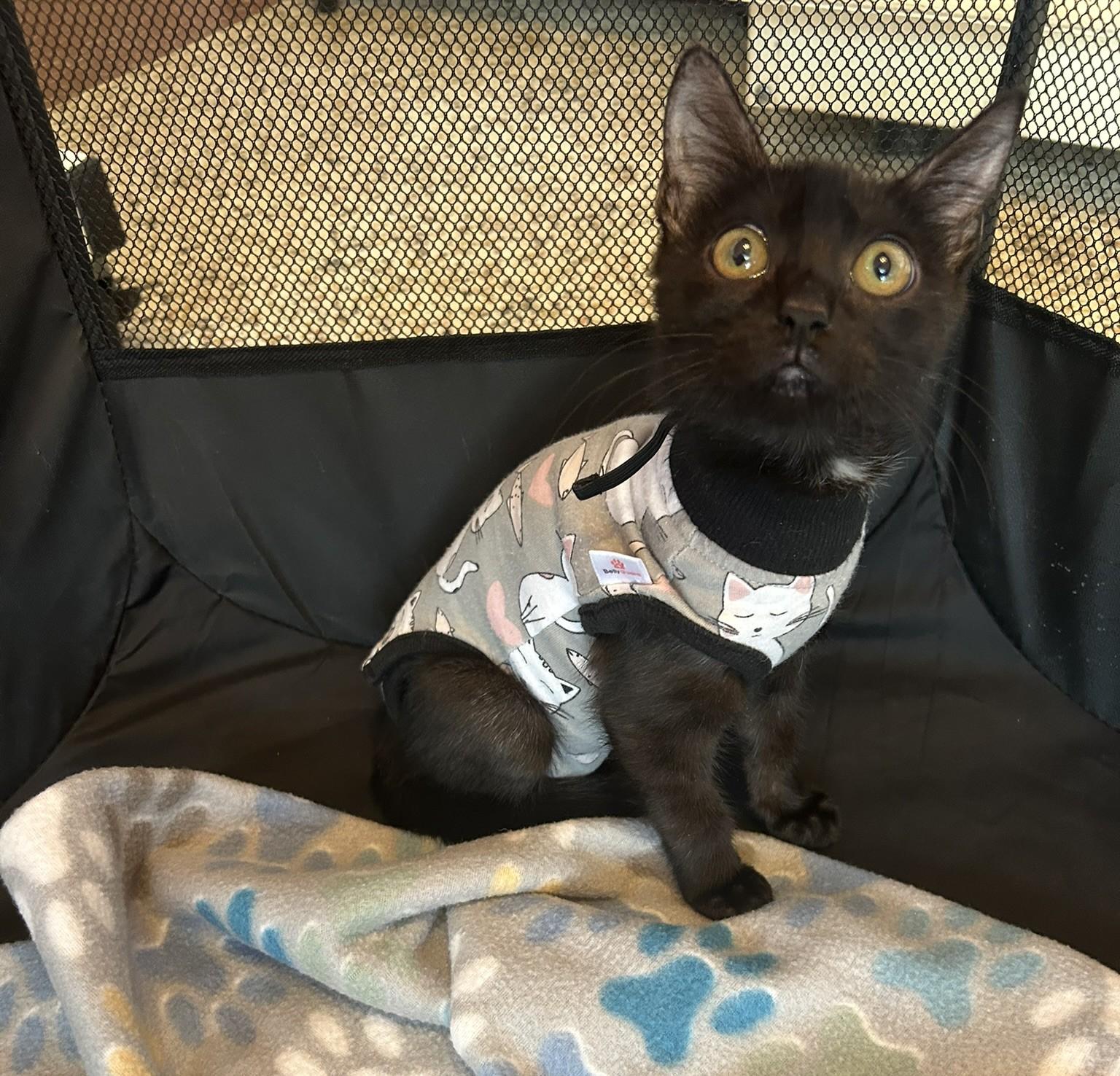 Enlarge Bonnie, a Adoptable Domestic Short Hair in Tulsa, OK image 3/6