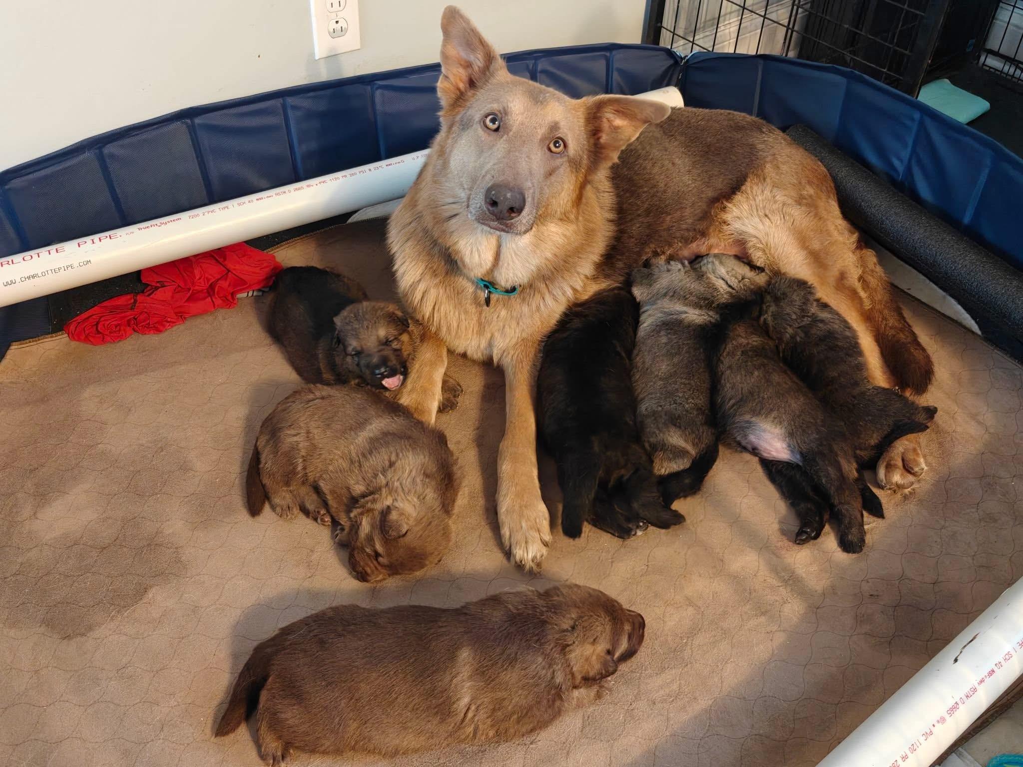 Enlarge Honey, an adopted German Shepherd Dog in Albany, NY image 3/3