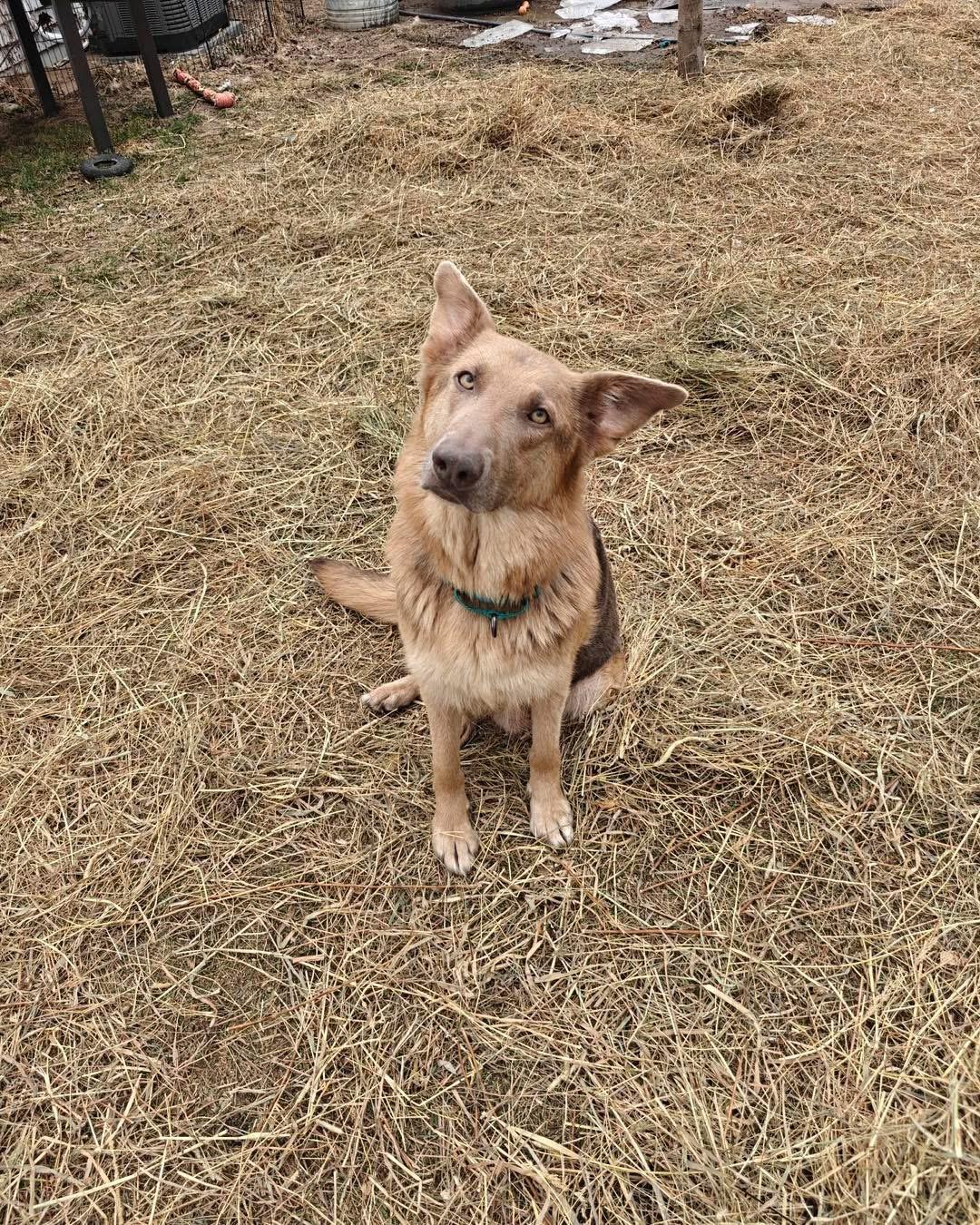 Honey, adopted, Young Female German Shepherd Dog.