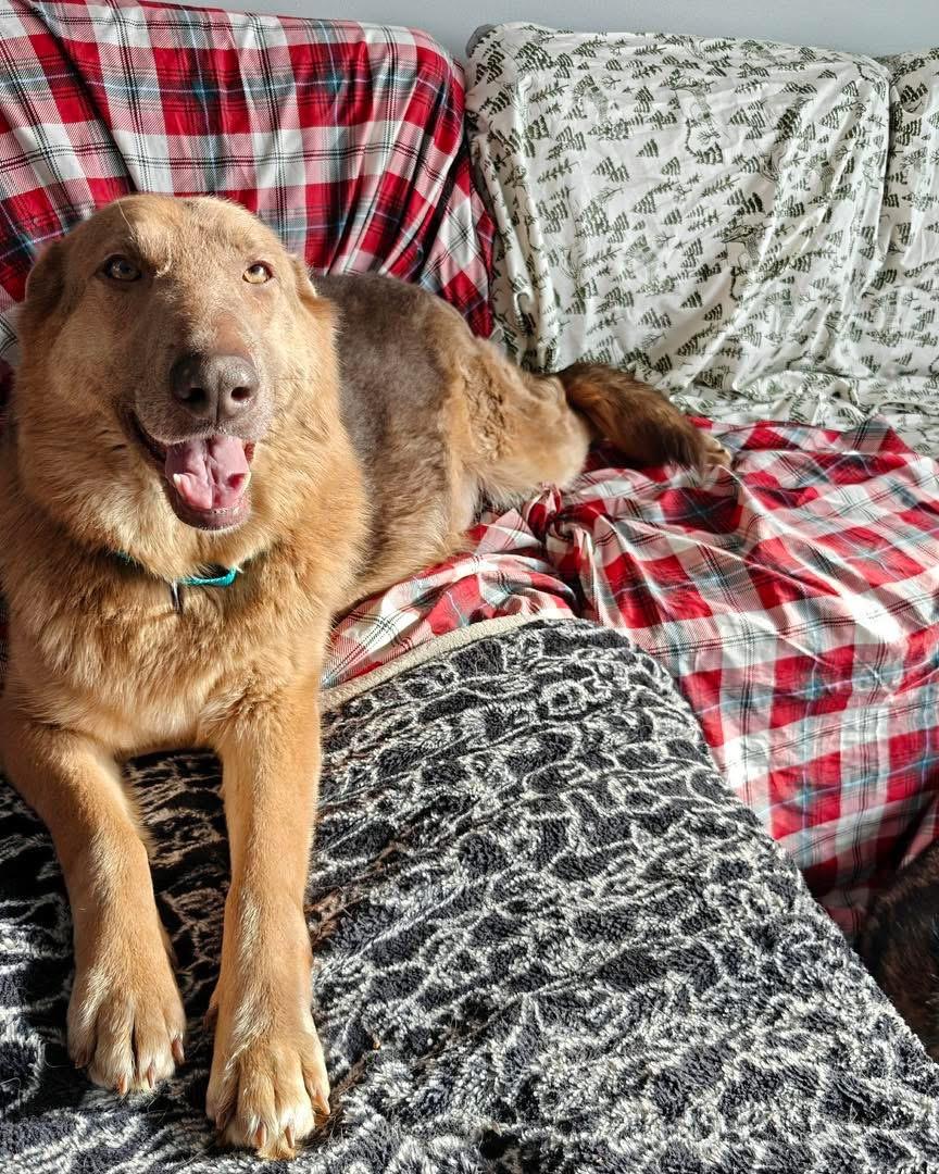 Enlarge Honey, an adopted German Shepherd Dog in Albany, NY image 2/3