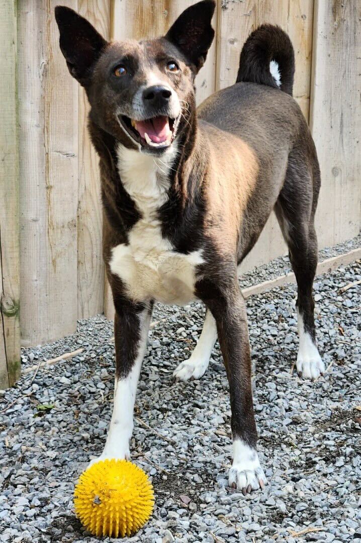 Orchid, a Adoptable mixed breed in Ajax, ON image 3/6