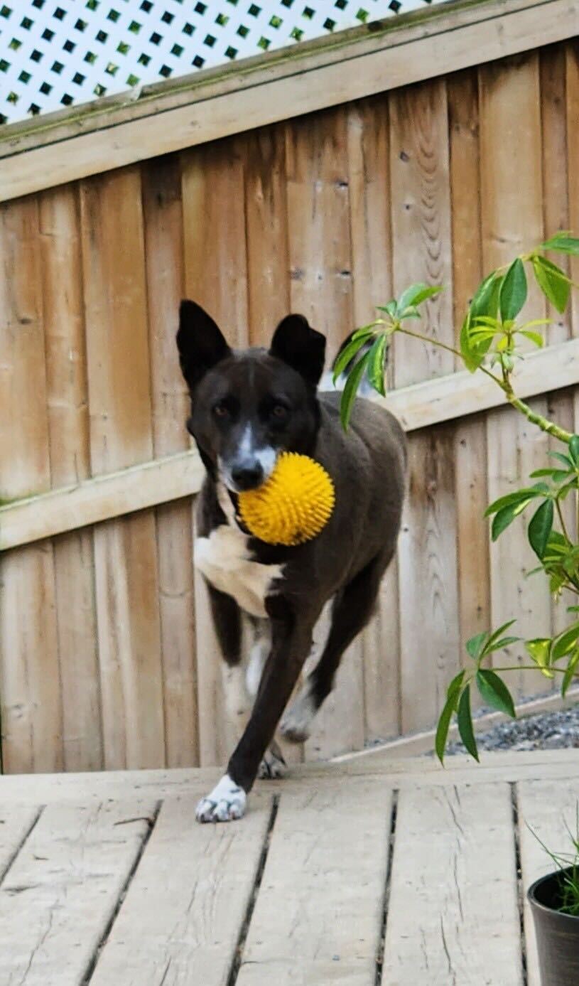 Orchid, a Adoptable mixed breed in Ajax, ON image 4/6