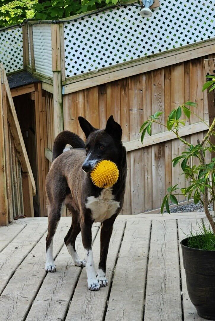 Orchid, a Adoptable mixed breed in Ajax, ON image 5/6