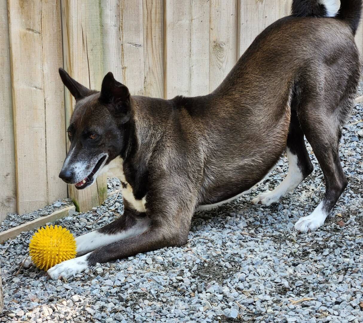 Orchid, a Adoptable mixed breed in Ajax, ON image 6/6