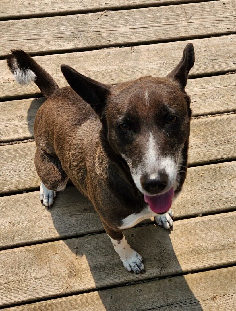 Orchid, a Adoptable mixed breed in Ajax, ON image 1/6