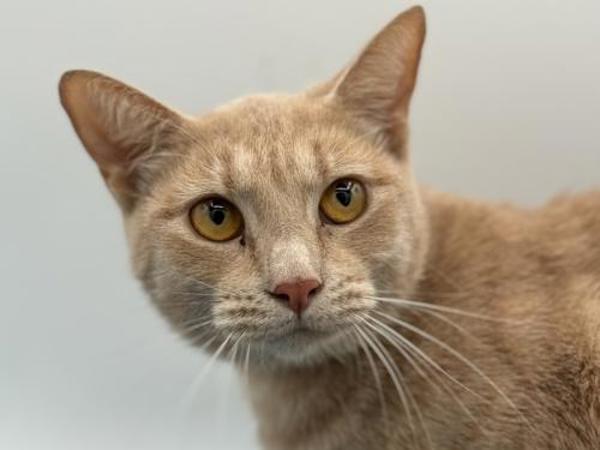 Enlarge Crush, a Adoptable mixed breed in Portland, OR image 1/3