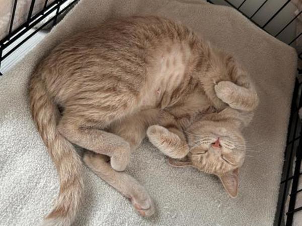 Enlarge Crush, a Adoptable mixed breed in Portland, OR image 2/3