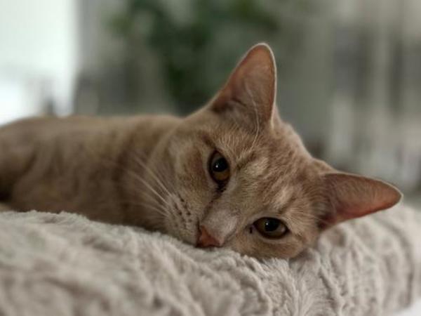 Enlarge Crush, a Adoptable mixed breed in Portland, OR image 3/3