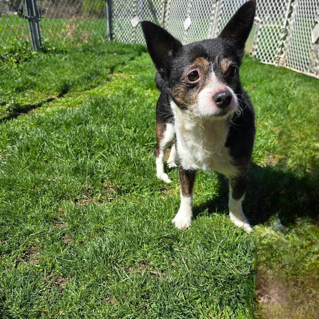 Tink, Adoptable, Senior Female Chihuahua & Fox Terrier.